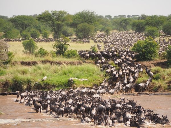 wildebeasts migrating in Serengeti