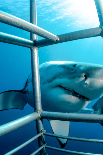 cage shark diving