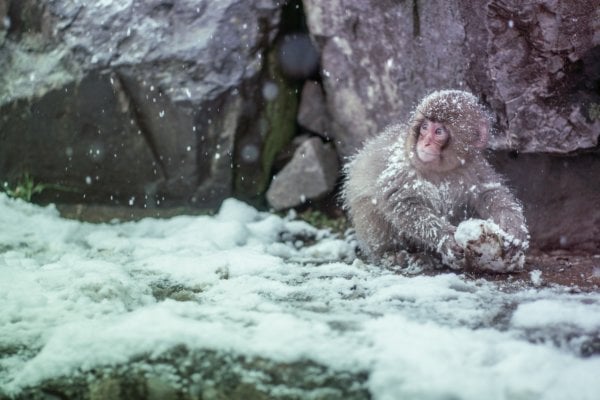 Japanese monkey sitting in snow on mountain