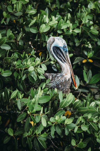 large bird in the Galapagos Islands