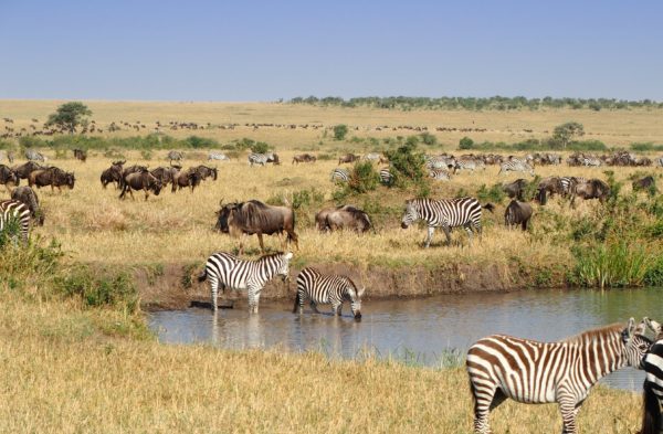 wildlife in Kenya