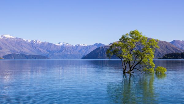 Tree in the middle of a glassy lake with snowy mountains in the background found in Wanaka, New Zealand