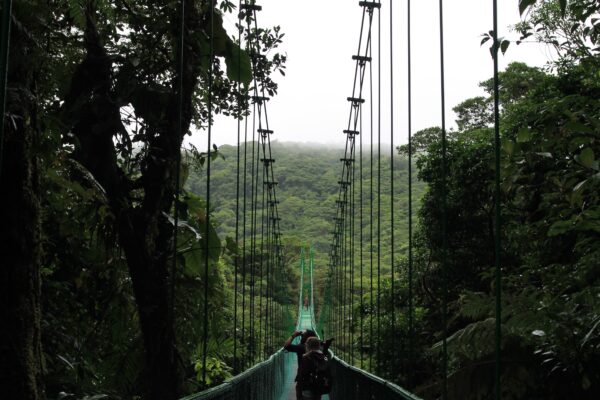 Long, hanging bridge through canopy of trees near Monteverde, Costa Rica