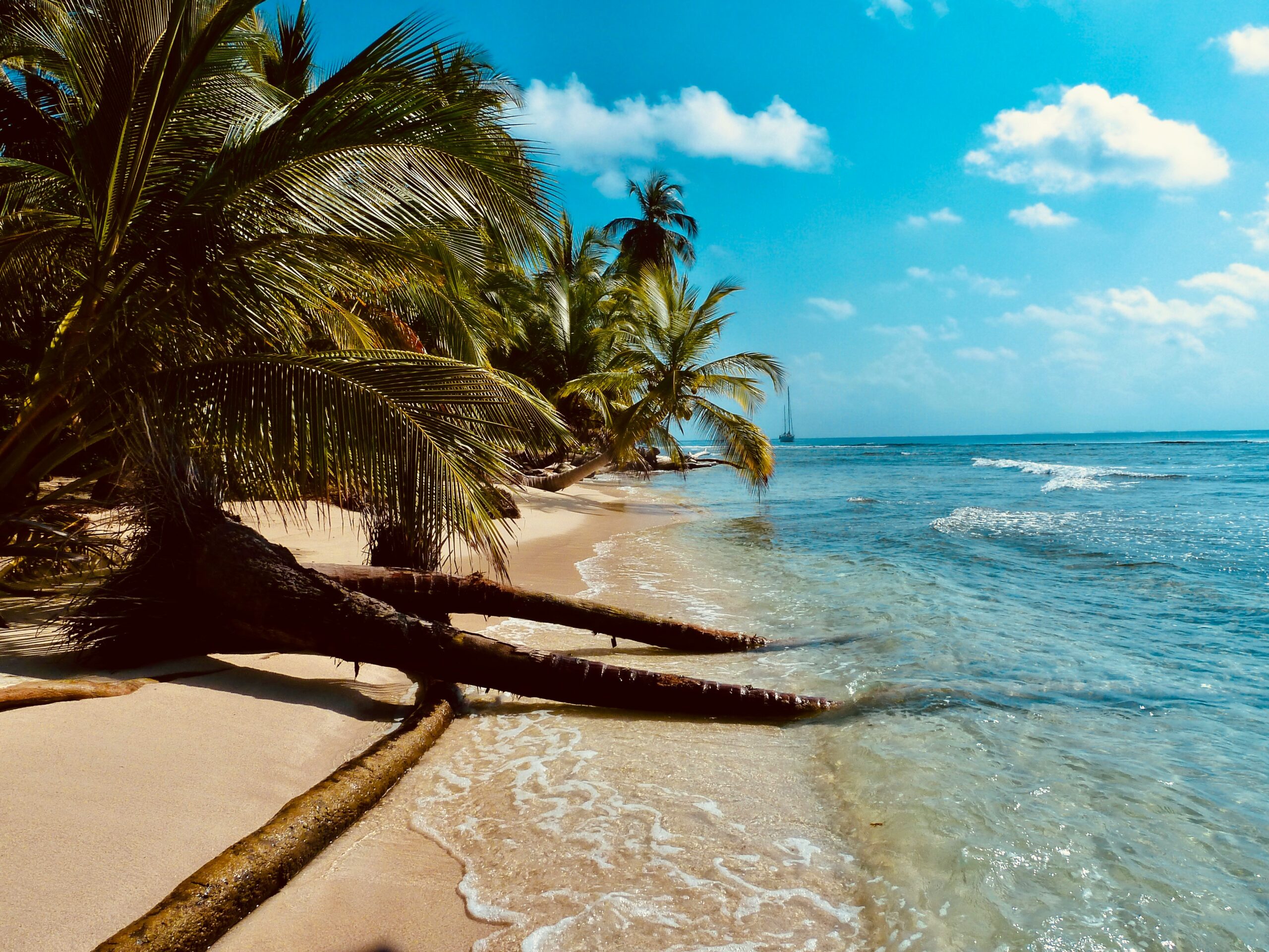 palm trees on beach in british virgin islands