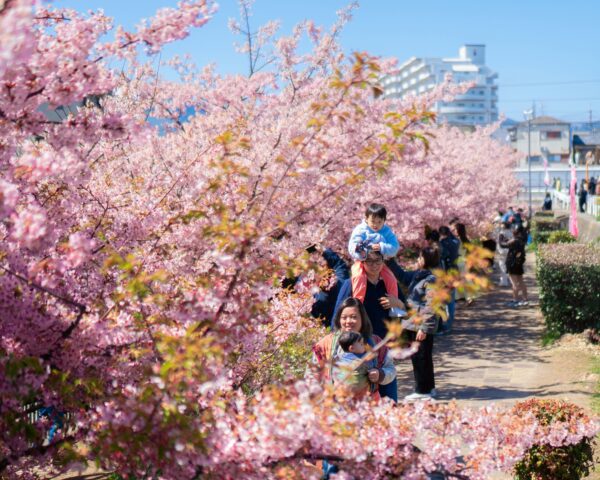 a family of four with two young kids standing next to pink cherry blossom trees
