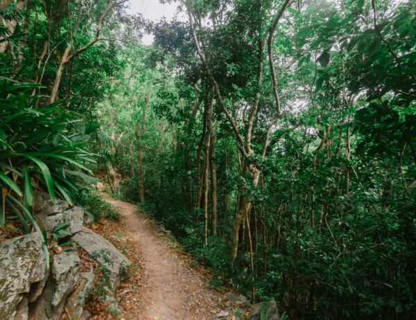 dirt trail in the forest of the us virgin islands