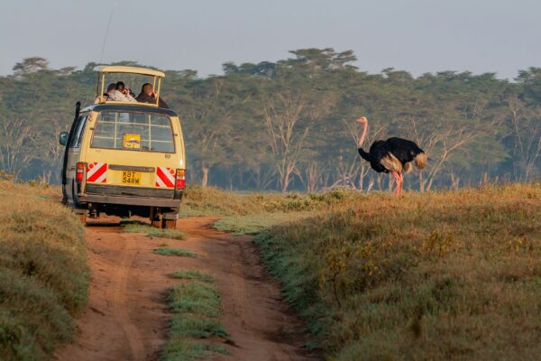 safari vehicle in Kenya observing an ostrich in the wild