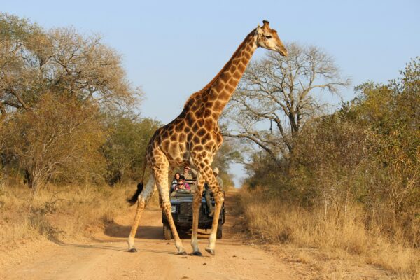 giraffe walking across road with a safari vehicle of people in the background
